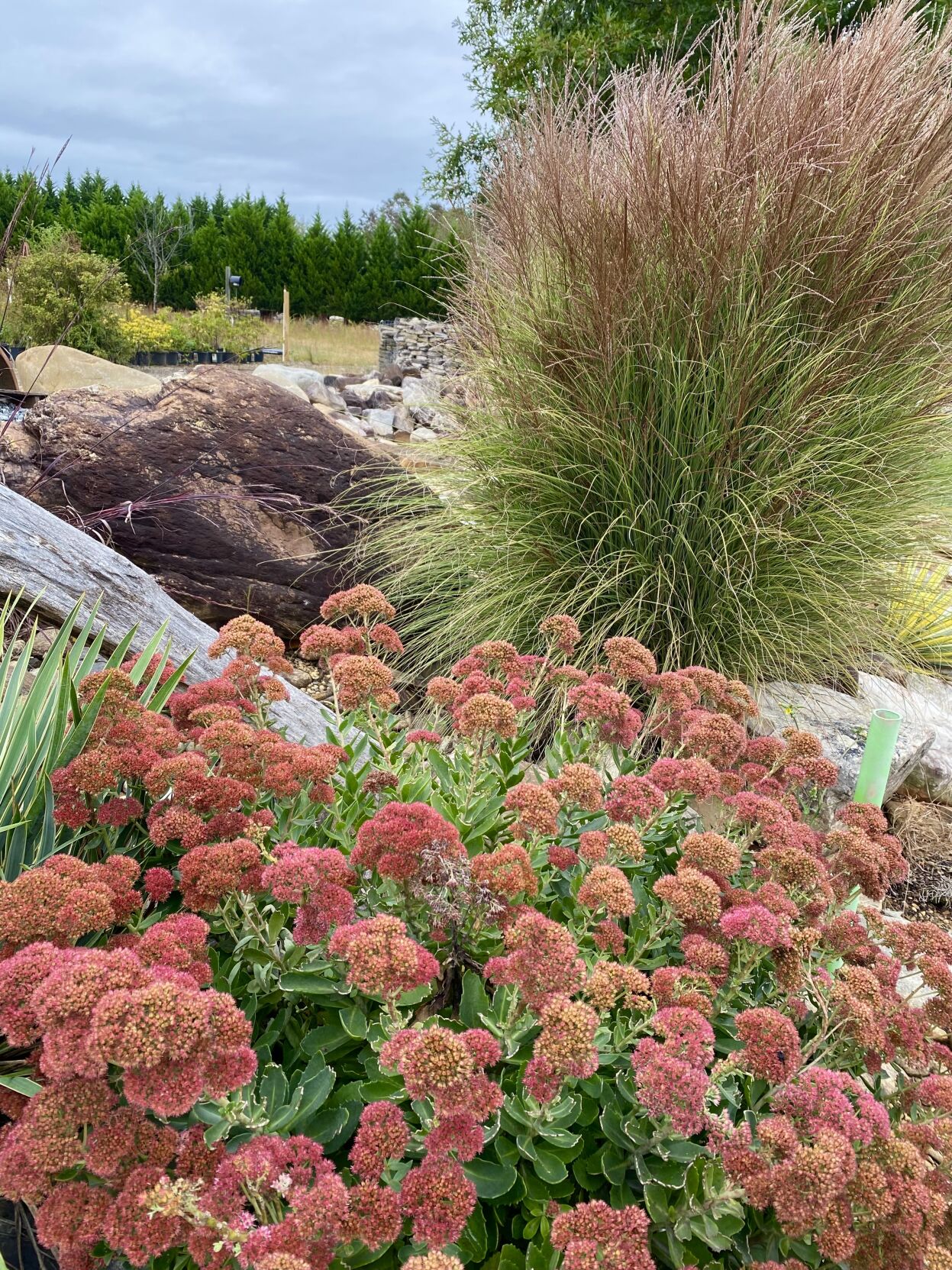 Ornamental grass & Sedum Autumn Joy.jpg
